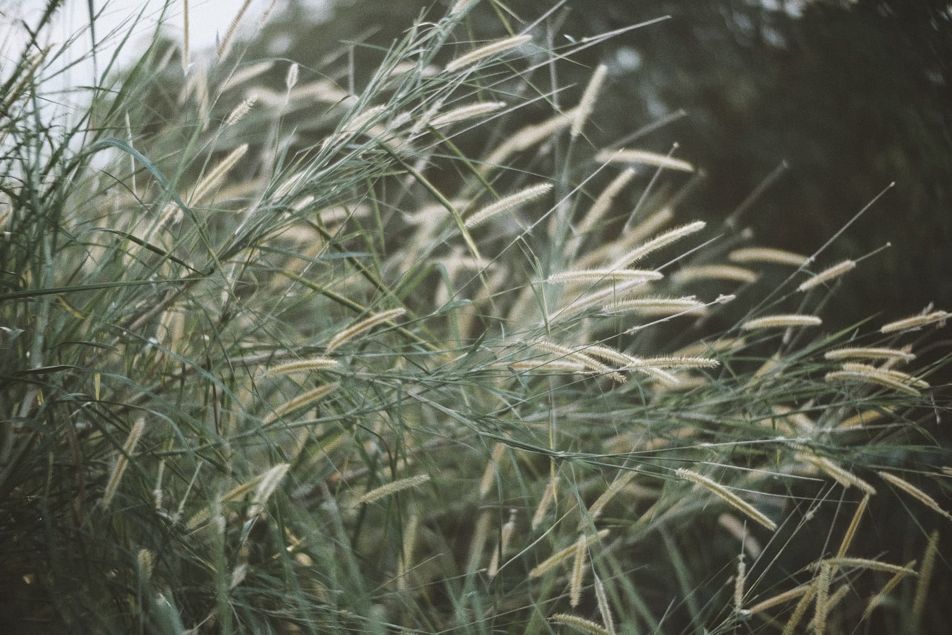 planted reed